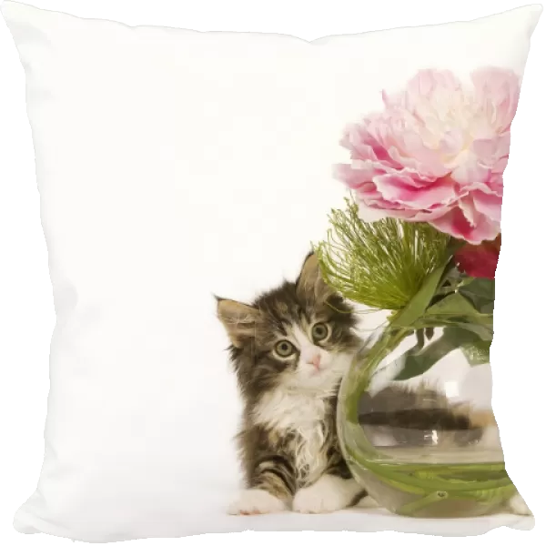 Cat - Norwegian Forest Cat kitten with vase & flowers