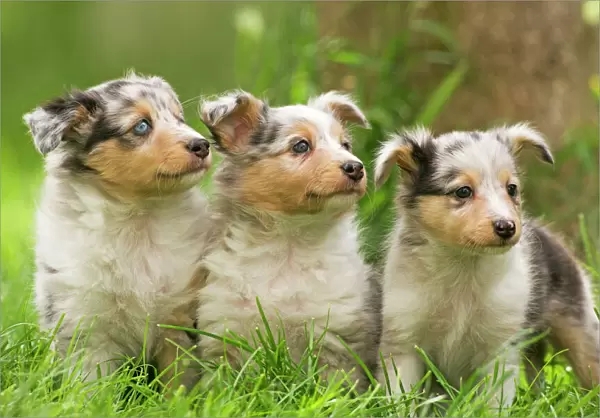 Dog - three puppies
