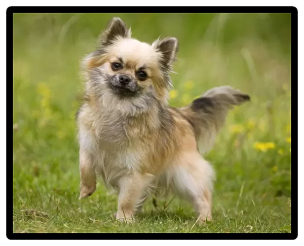 Dog - long-haired chihuahua