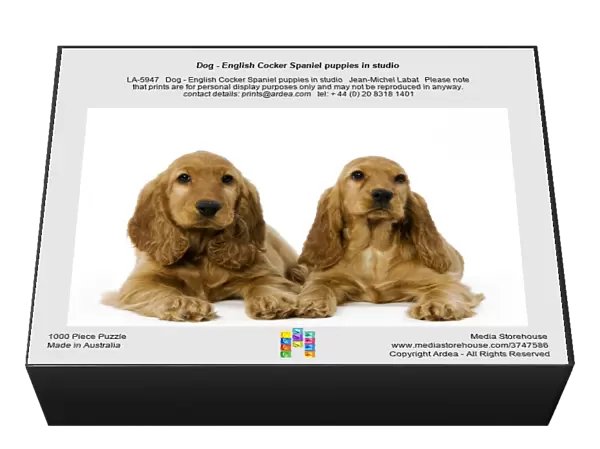 Dog - English Cocker Spaniel puppies in studio