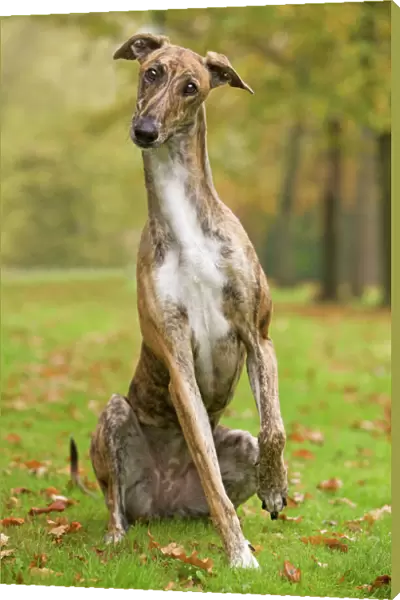 Dog - Hungarian Greyhound. Also known as Magyar Agar