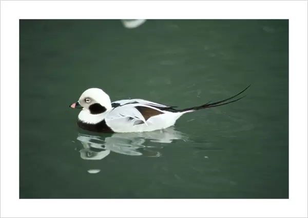 Long-tailed Duck - male