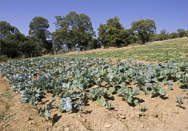 Vegetables growing in Dine village in Montesinho National Park, Tras-on-Montes Portugal