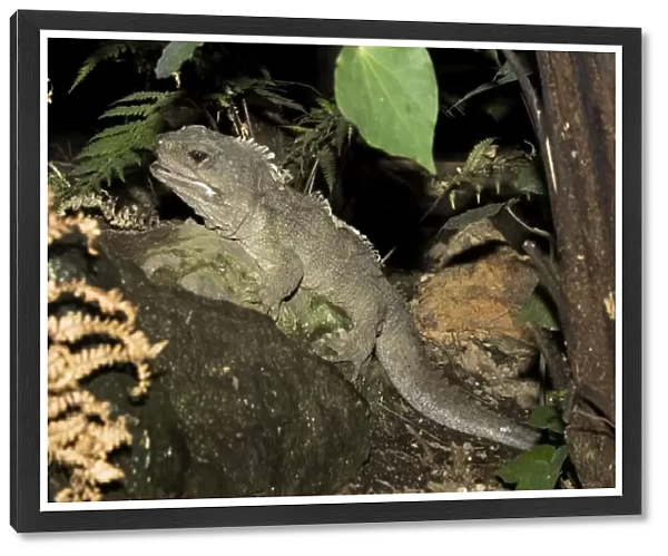 Tuatara lizard. Rainbow Springs North Island New Zealand. Sphenodon is an ancient survivor from the Juassic period - the age of dinosaurs amd survives in limited numbers on some of New Zealands outlying islands where predators have been eliminated
