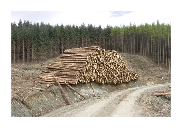 Logging and forestry operations - Logs stacked ready for transportation Argyll Forest, Scotland