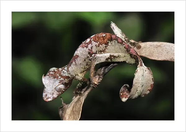 Fantastic Leaf-tailed Gecko  /  Satanic Leaf-tailed Gecko - Andasibe-Mantadia National Park - Madagascar