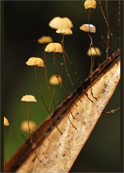 Fungi on a leaf - Danum Valley Conservation Area - Sabah - Borneo - Malaysia