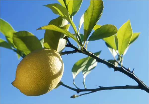 Lemon On tree