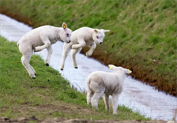 Lambs jumping - Texel - island - Netherlands