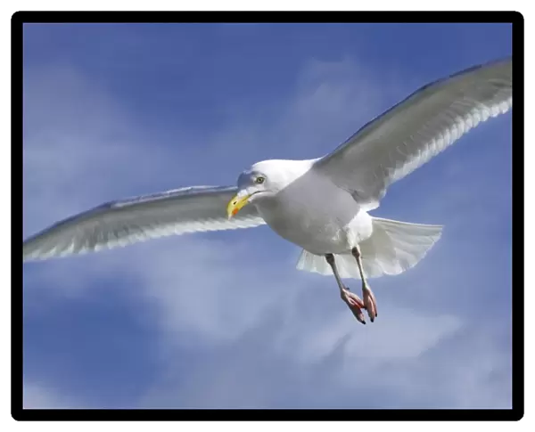 Herring Gull - in air - Texel - island - Netherlands