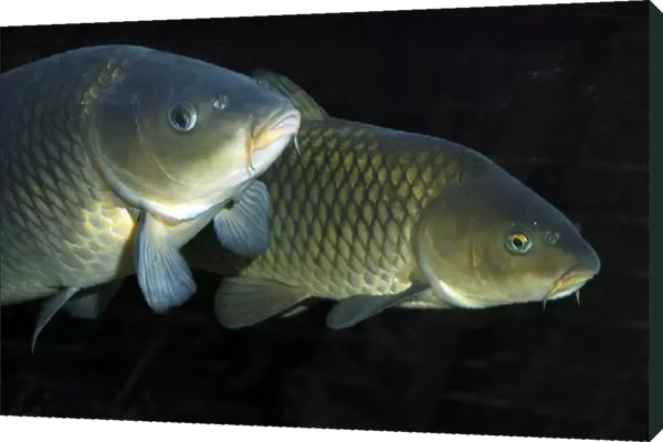 Common Carp, UK & European freshwaters. Widely introduced and also reared in fishponds for food