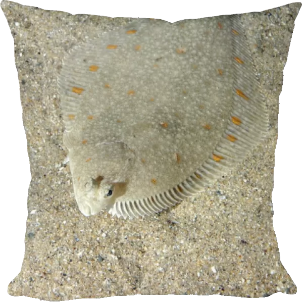Plaice- North Atlantic, North Sea, western Mediterranean. Lives on sea bed, lying on its right side. Important food fish