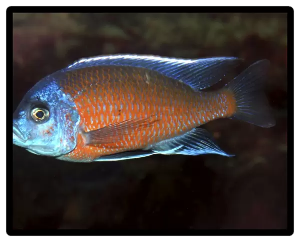 Lake Malawi Cichlid- Male. Shallow and mid-depths of L. Malawi (and aquaria)