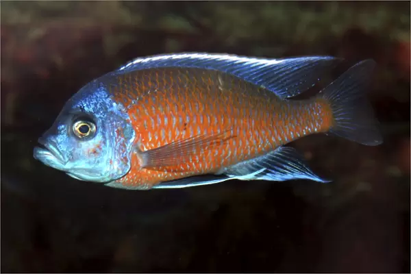 Lake Malawi Cichlid- Male. Shallow and mid-depths of L. Malawi (and aquaria)