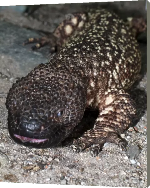 Beaded Lizard: venomous lizard, Mexico & Guatemala