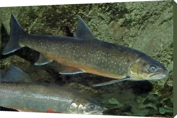 Arctic Charr - NW Europe, coastal seas and freshwater (migrates to freshwater to breed)