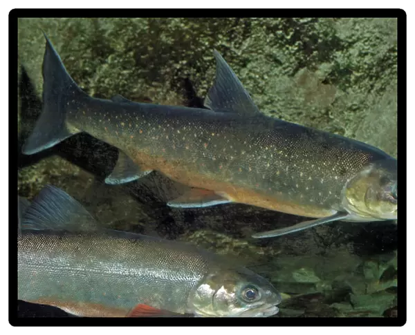 Arctic Charr - NW Europe, coastal seas and freshwater (migrates to freshwater to breed)
