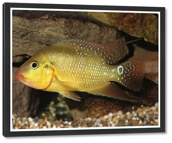 Harlequin Cichlid- freshwaters Colombia and Ecuador, S. America