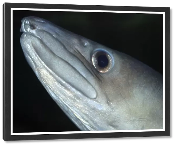 Conger Eel - UK coastal waters, East Atlantic and Mediterranean