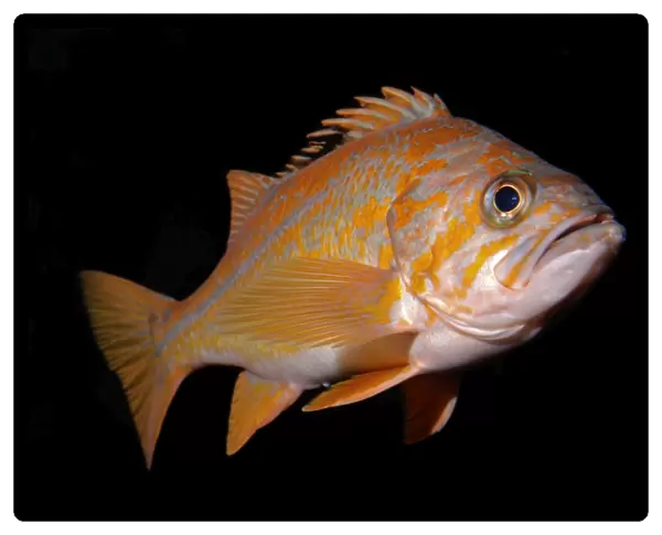 Copper Rockfish - Eastern Pacific coast and kelp beds from Alaska to Mexico