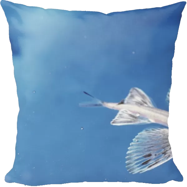 Japanese Flying Fish