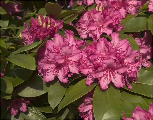Rhododendron - close-up of flowers