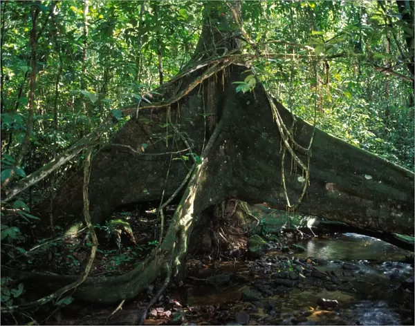 Strangler Figs - huge trunk above a water course French Guyana Forest