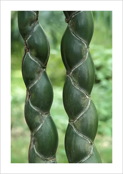 'Kikko' - rare and apreciated variety of bamboo