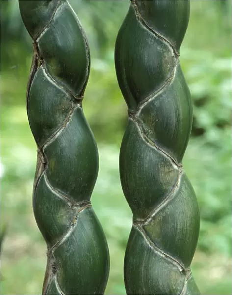 'Kikko' - rare and apreciated variety of bamboo