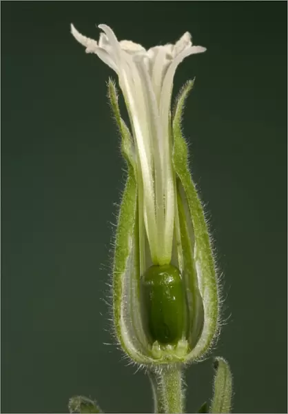 White Campion - cross-section of a female flower Europe