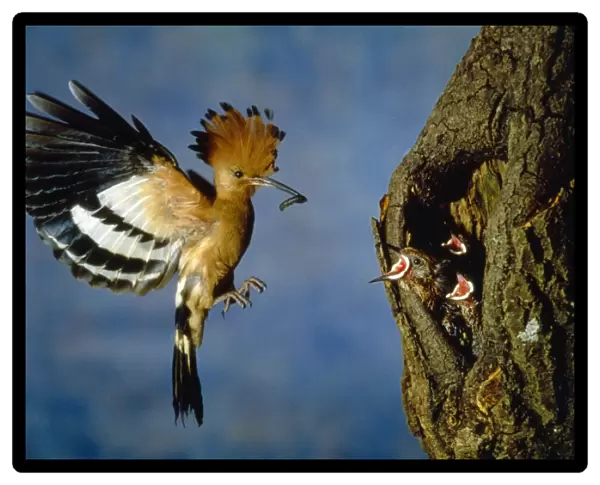 African Hoopoe - feeding young at nest
