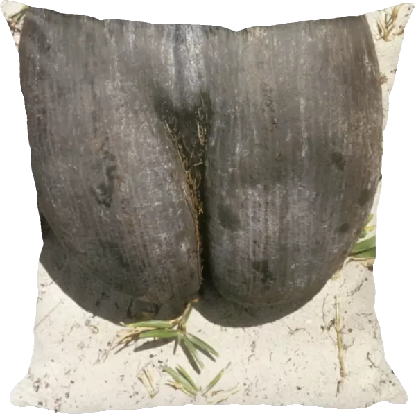 Coco-de-mer  /  Maldive Coconut Seed - On ground Seychelles