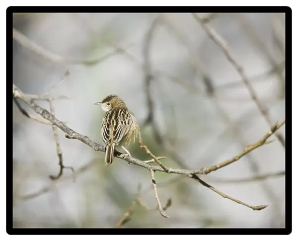 Zitting Cisticola  /  Streaked Fantail Warbler - perched - Spain