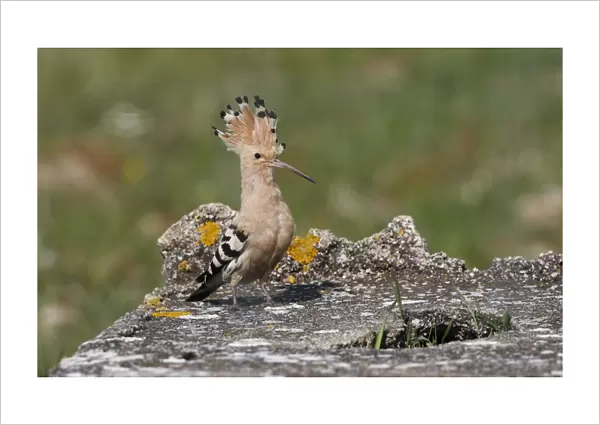 Hoopoe - with raised crest - Spain April