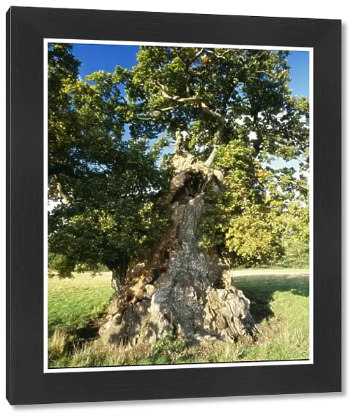 Ancient Oak Tree Judge Wyndhams Oak Near Gilligham, North Dorest, UK