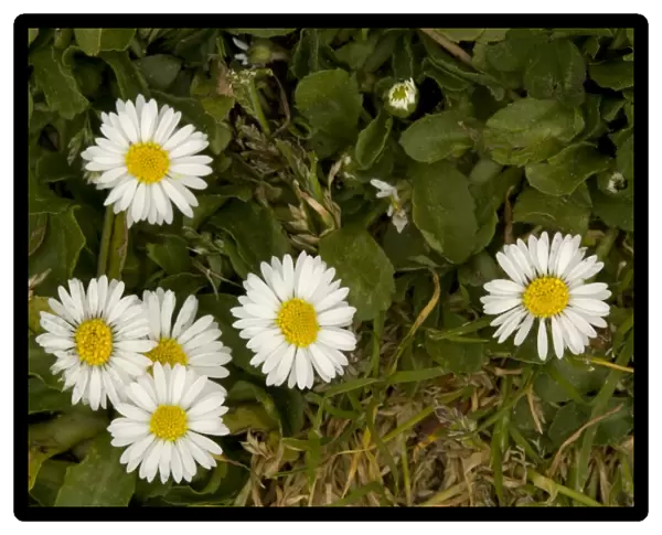 Daisy. Common plant of lawns and paths
