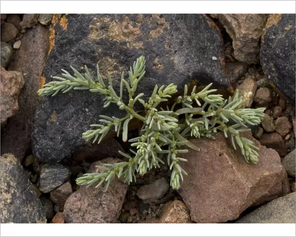Dunmort. ROG-11586. Dunmort (Annual Sea-blite) - growing on rocks