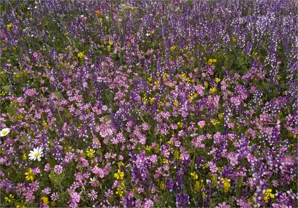 Spring flower display. Mani peninsula, Peloponnese: Silene colorata (pale pink), Trigonella balansae (yellow), fodder vetch (blueish) etc