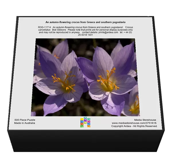 An autumn-flowering crocus from Greece and southern yugoslavia