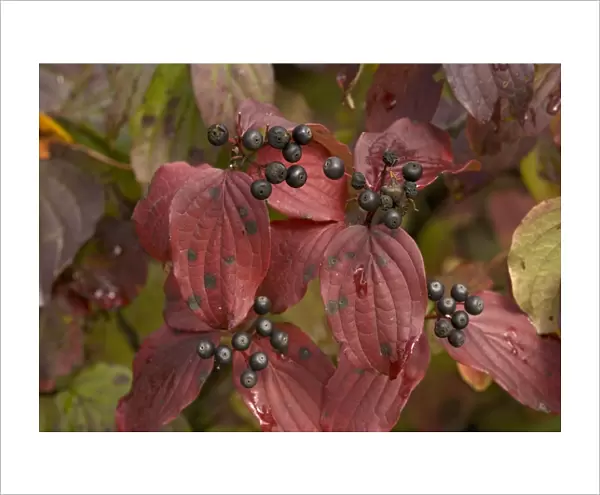 Dogwood, autumn colour with berries. (= Thelycrania)