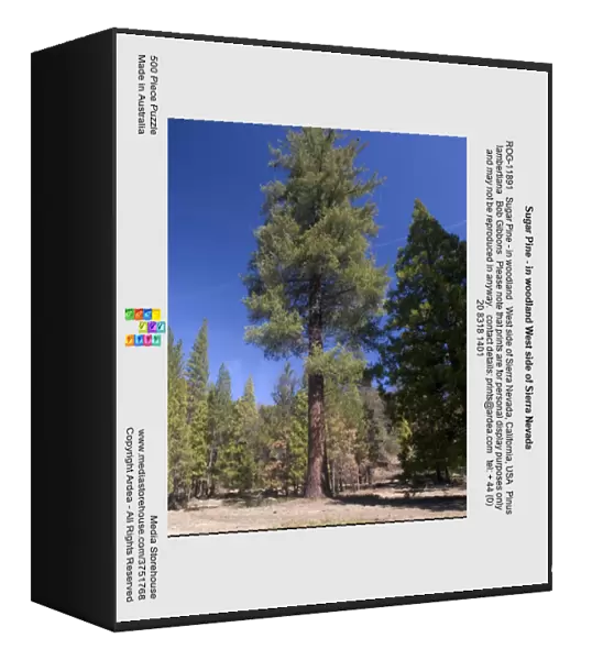 Sugar Pine - in woodland West side of Sierra Nevada