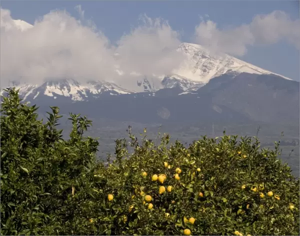 Lemon trees, with lemons, with Mount Etna beyond