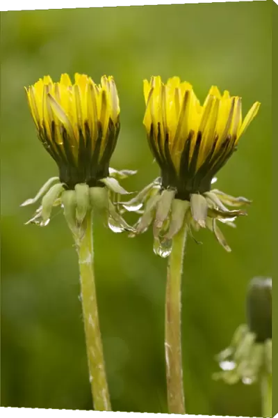 Common dandelion (Taraxacum officinale) - flowers closed up in dull rainy weather. UK