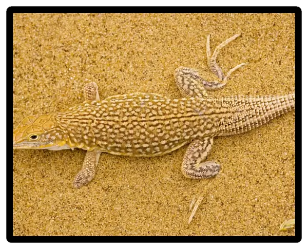 Sand diver lizard  /  Shovel-snouted lizard - on the coastal dunes of Namibia