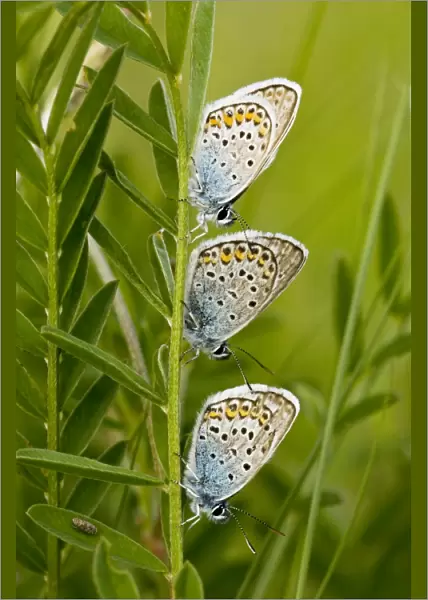 Three Silver-studded Blue Butterflies - roosting at dusk