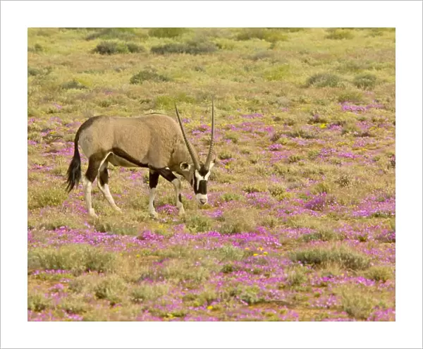 Gemsbok  /  Oryx - among flowers in a wet spring; Goegap reserve, Namaqualand, South Africa