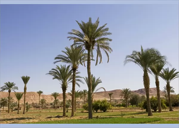 Date palms growing in cultivated fields, Iran