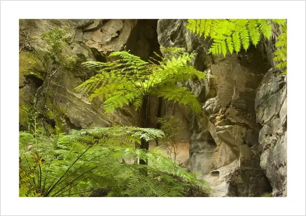 Ward's Canyon - majestic tree fern grow in idyllic Ward's canyon which is part of Carnarvon Gorge which again is located in Queensland's arid outback