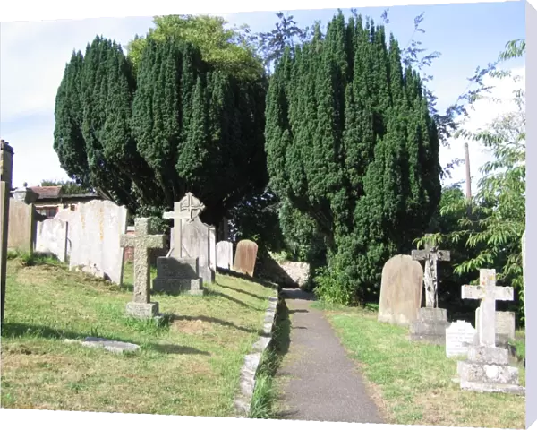 Irish Yew Trees in Sussex Churchyard, UK