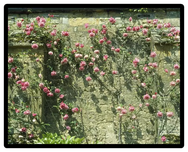 Rose - growing against old climbing wall